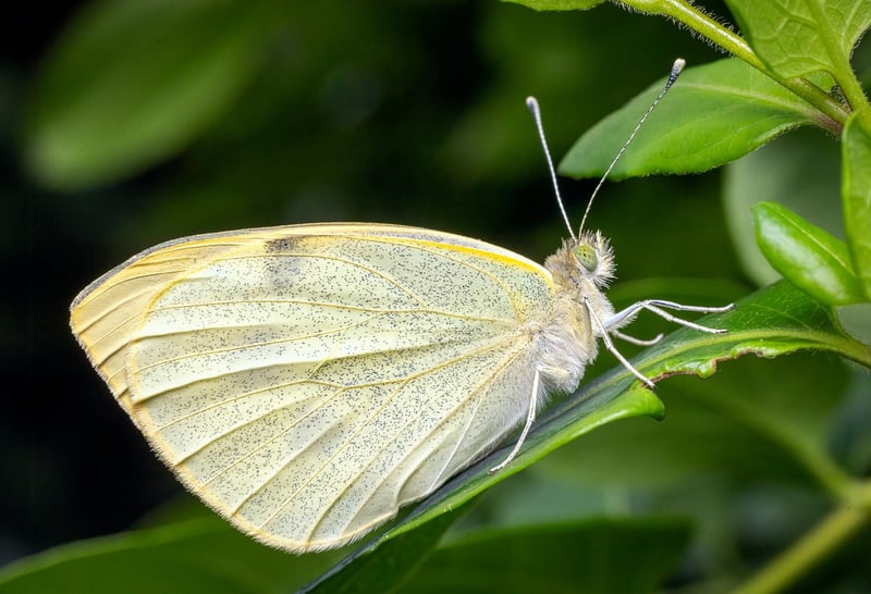 Butterfly Image